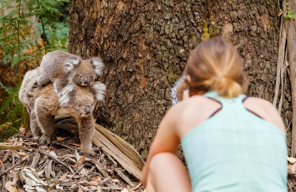 Koala widlife in Australia